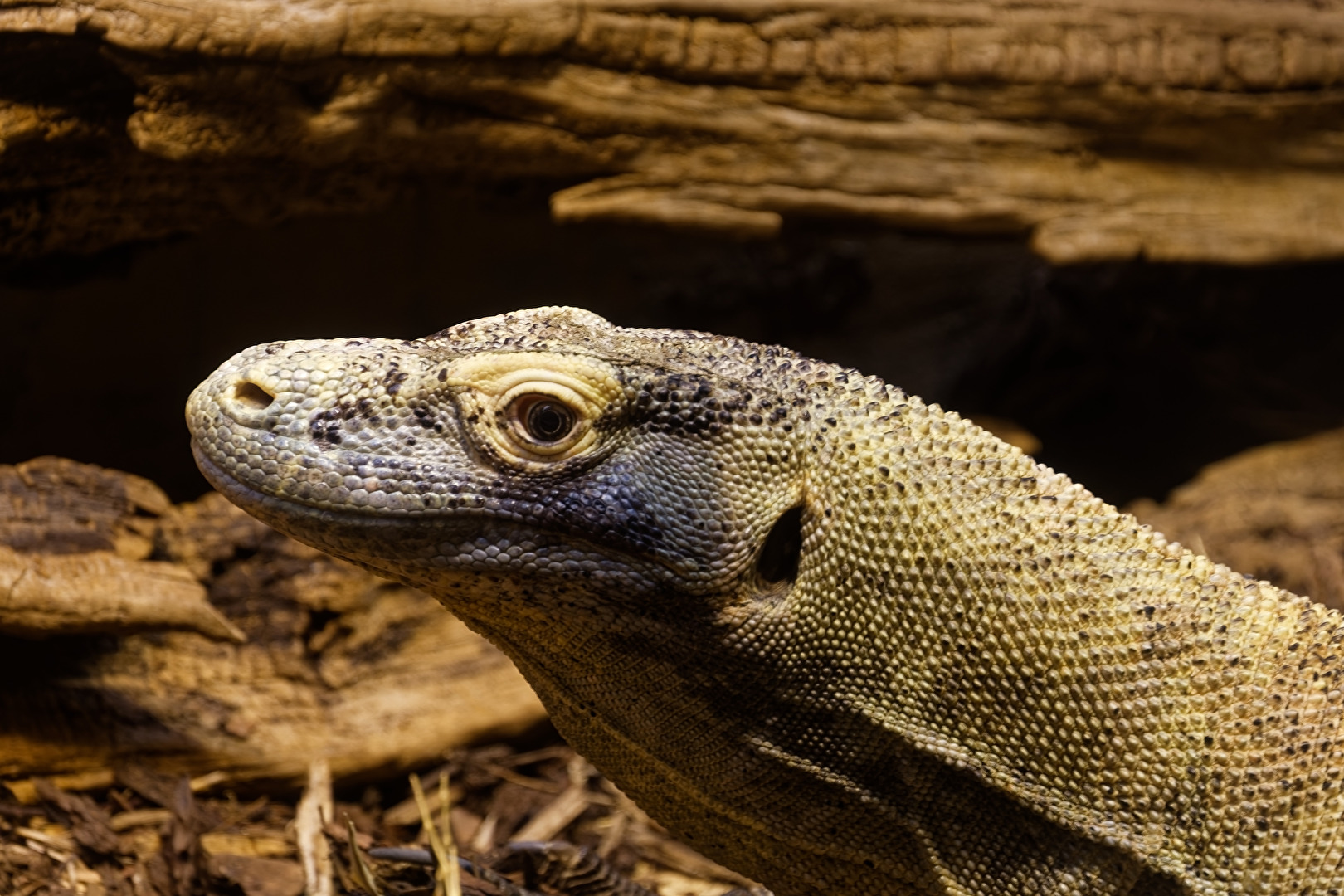 Komodowaran