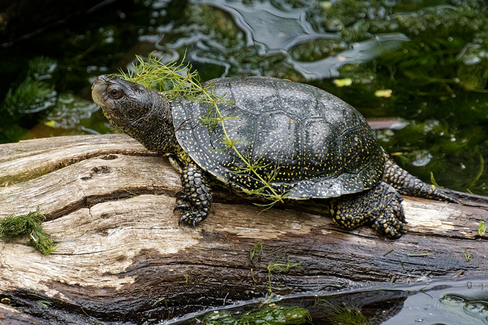 Europäische Sumpfschildkröte