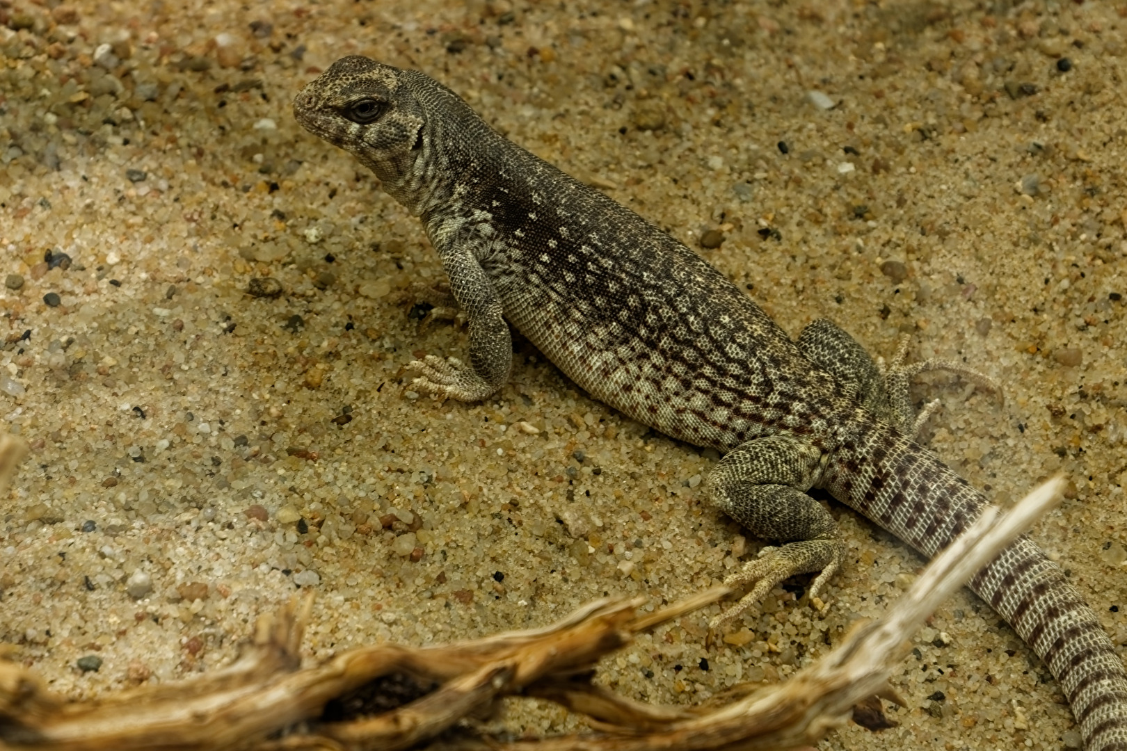 Wüstenleguan