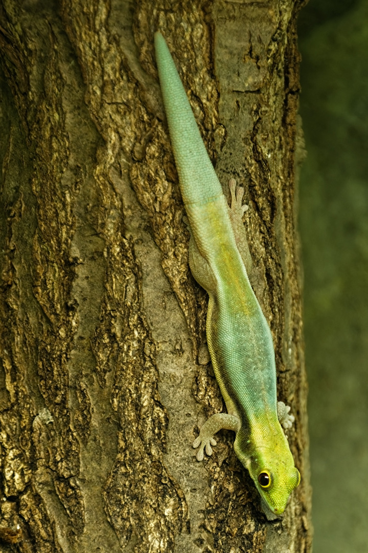 Blauer Bambusphelsum