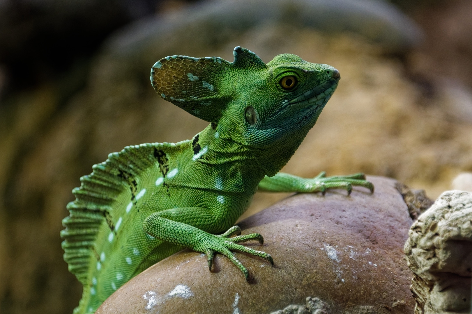 Stirnlappen - Basilisk