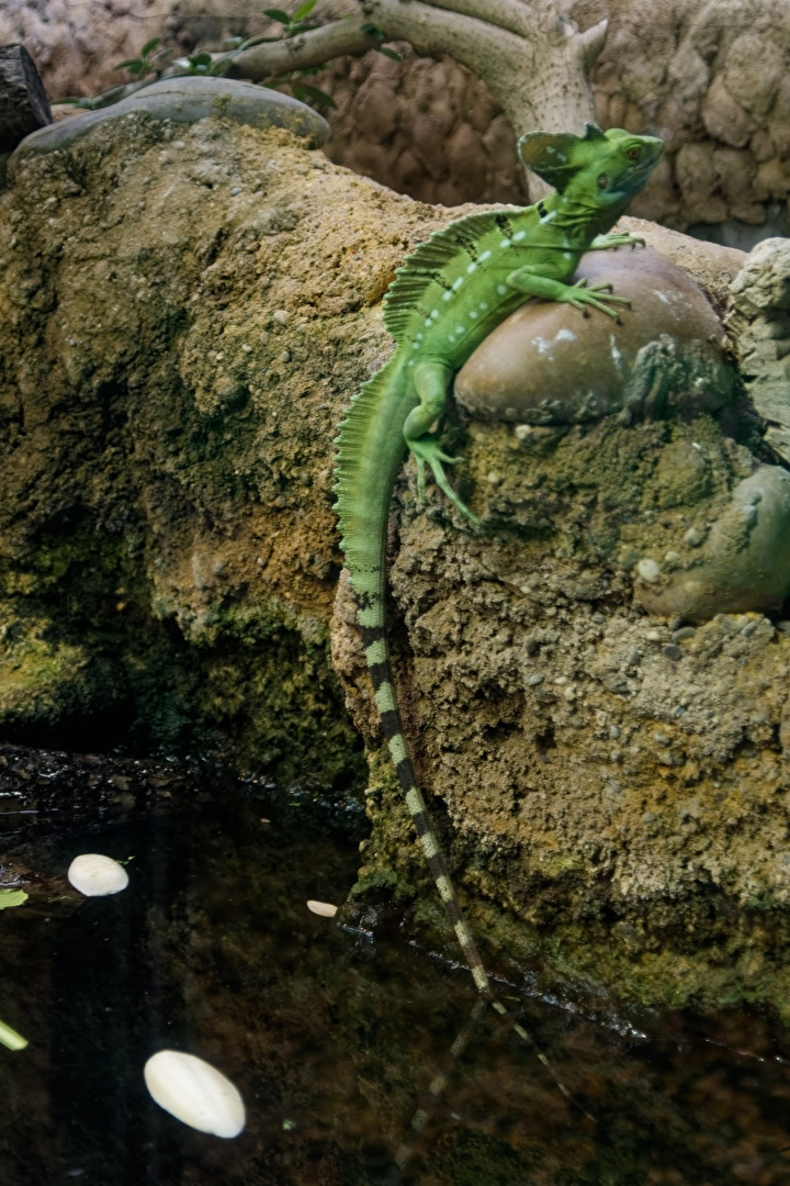 Östlicher Kronenbasilisk