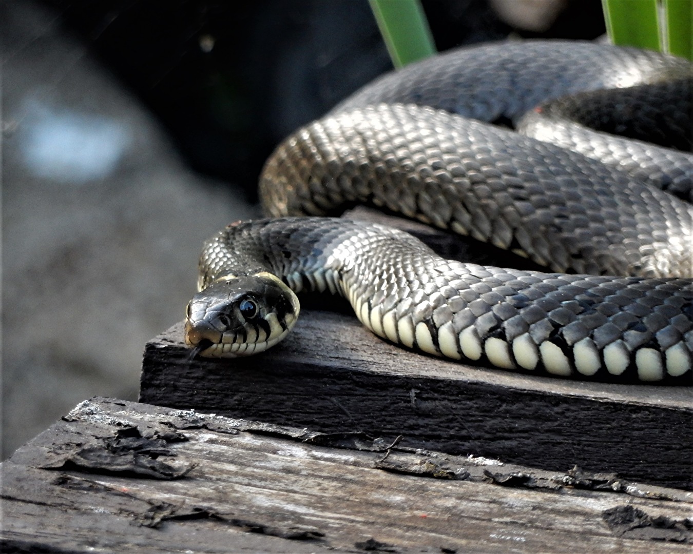 unser Gast am Teich, optische Täuschung