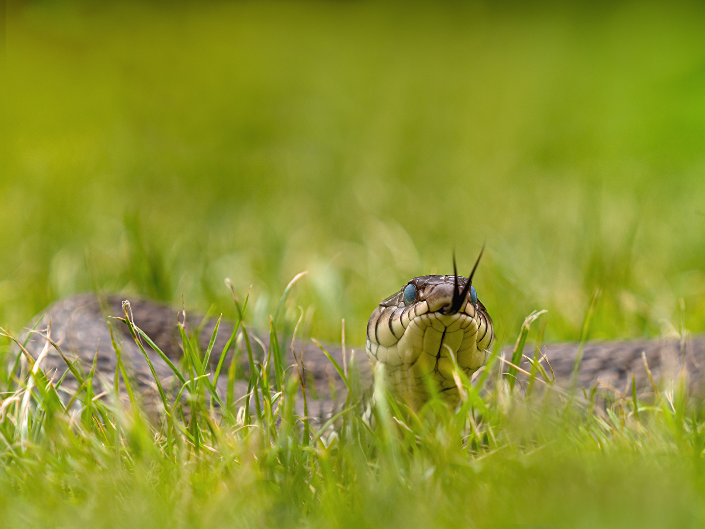 Barrenringelnatter (Natrix natrix helvetica)