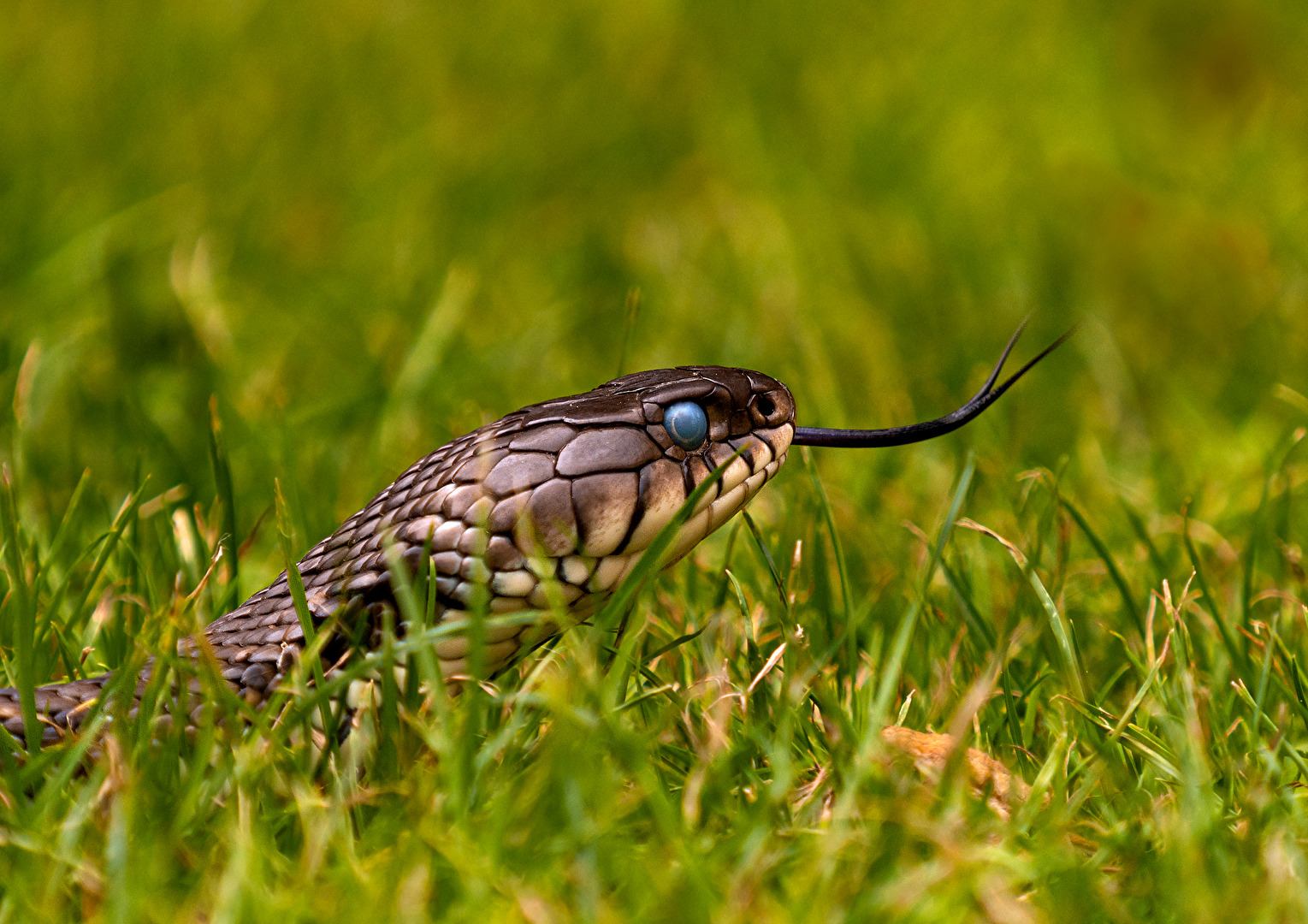 Barrenringelnatter (Natrix natrix helvetica)