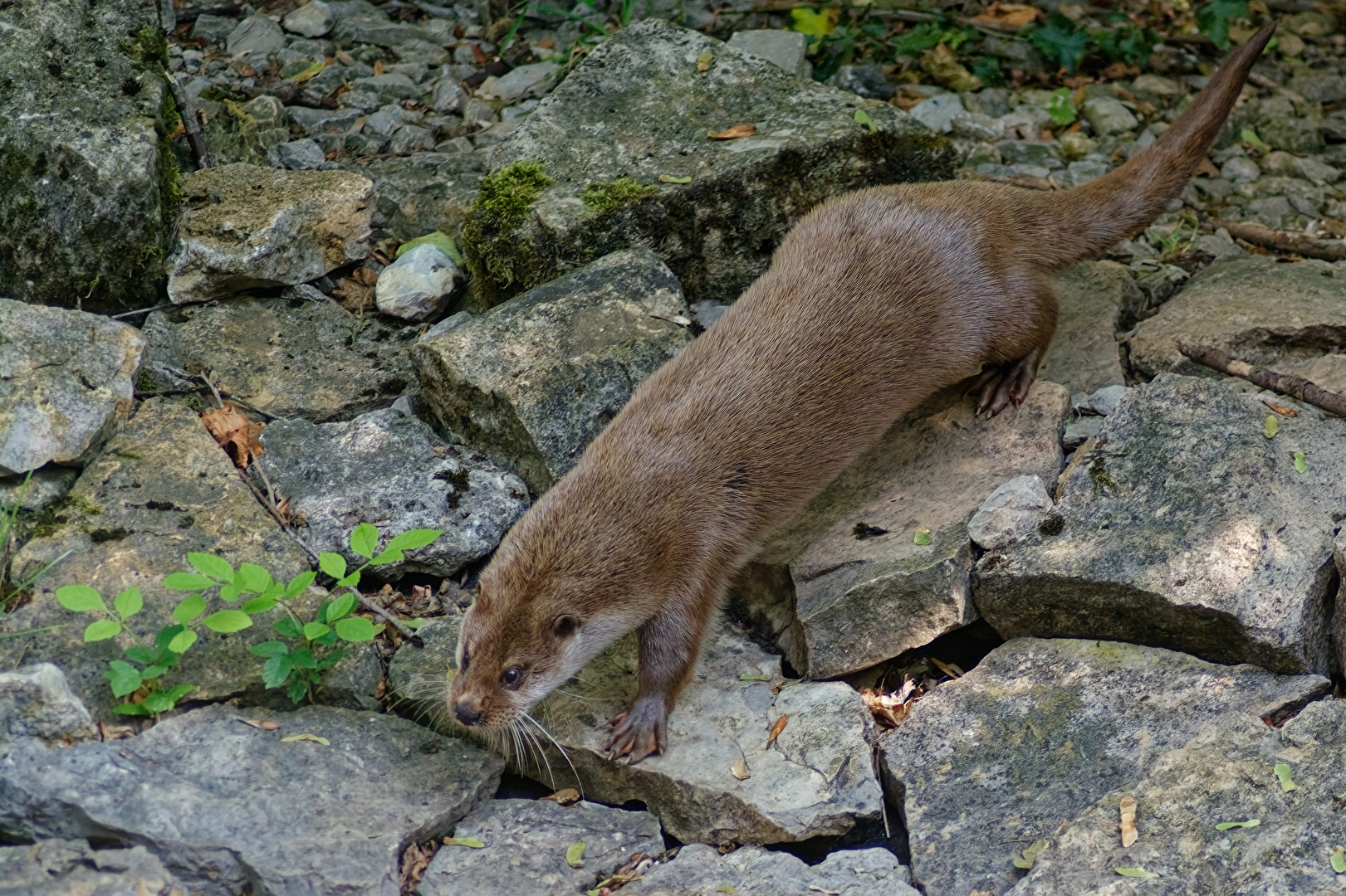 Fischotter