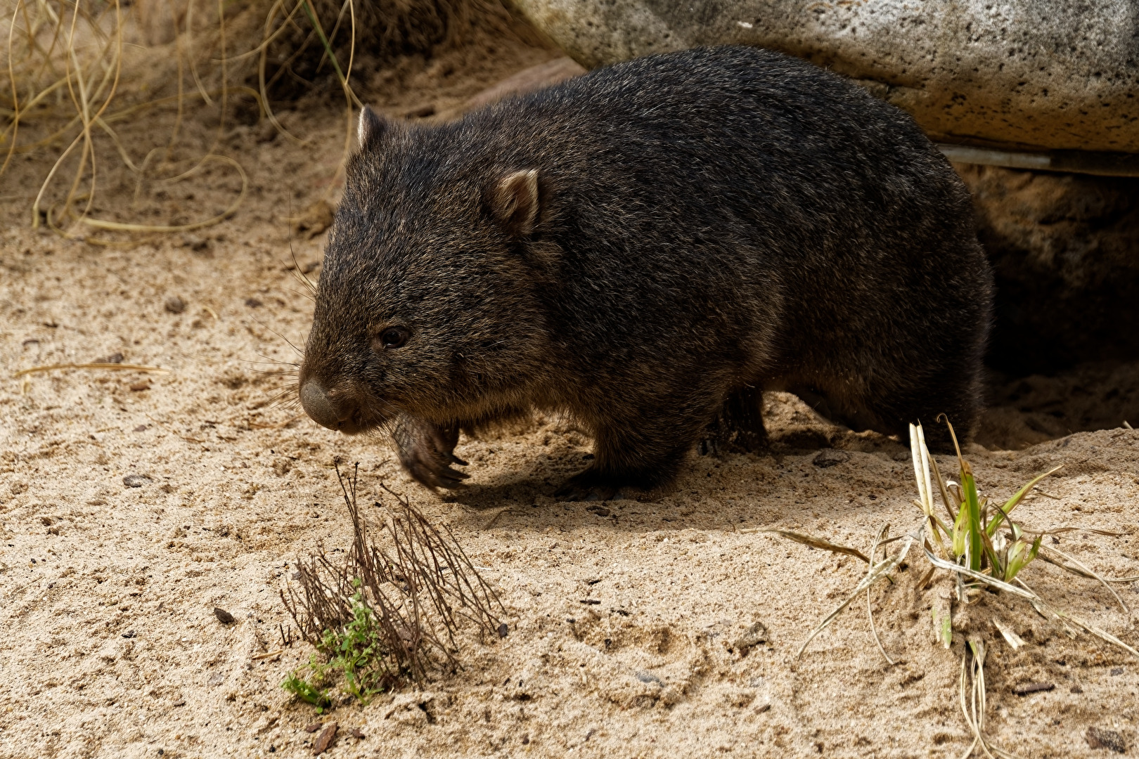 Quokka