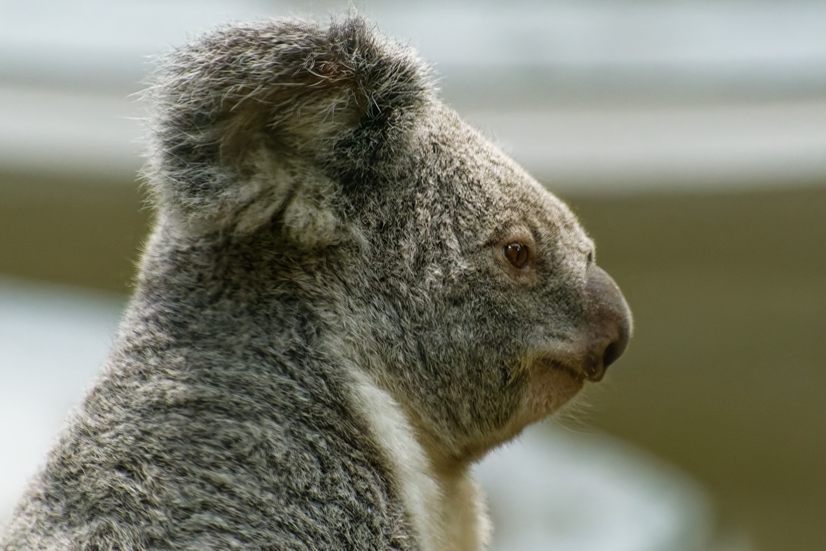 Koala