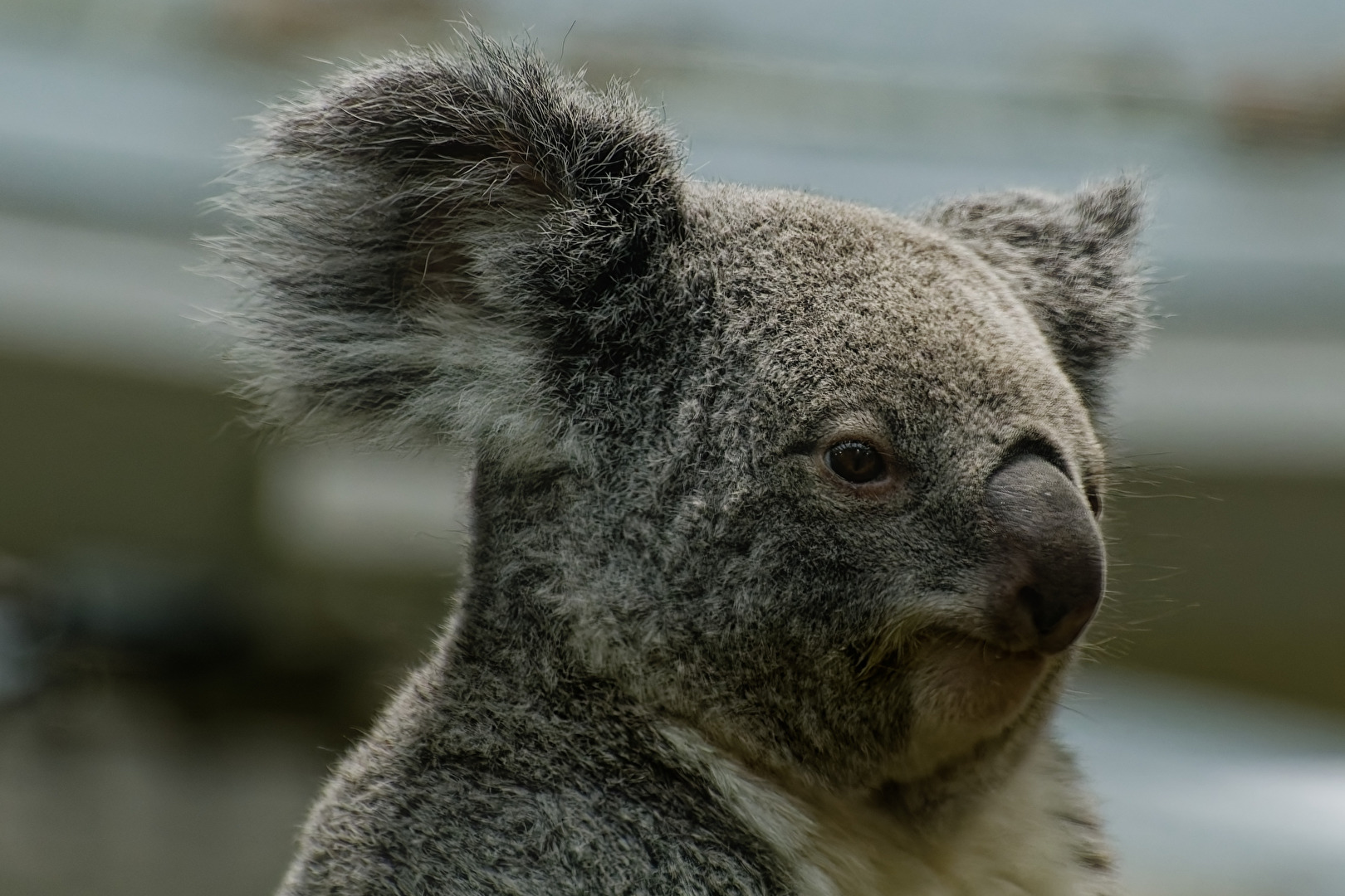 Koala