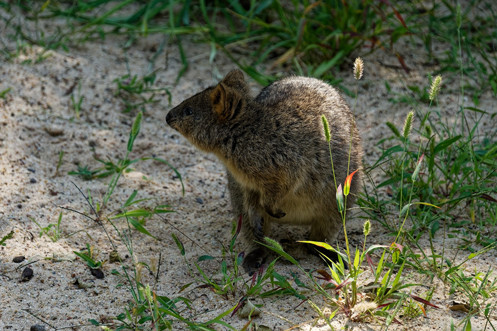 Quokka