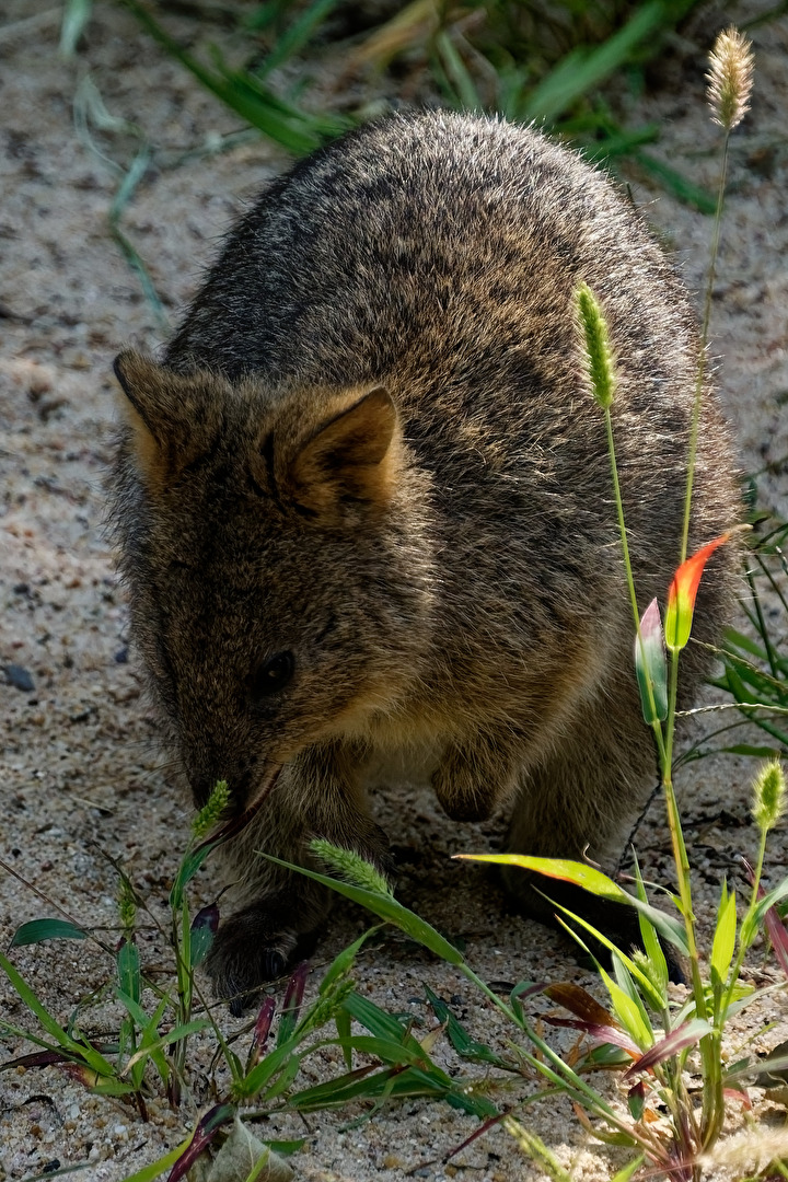 Quokka