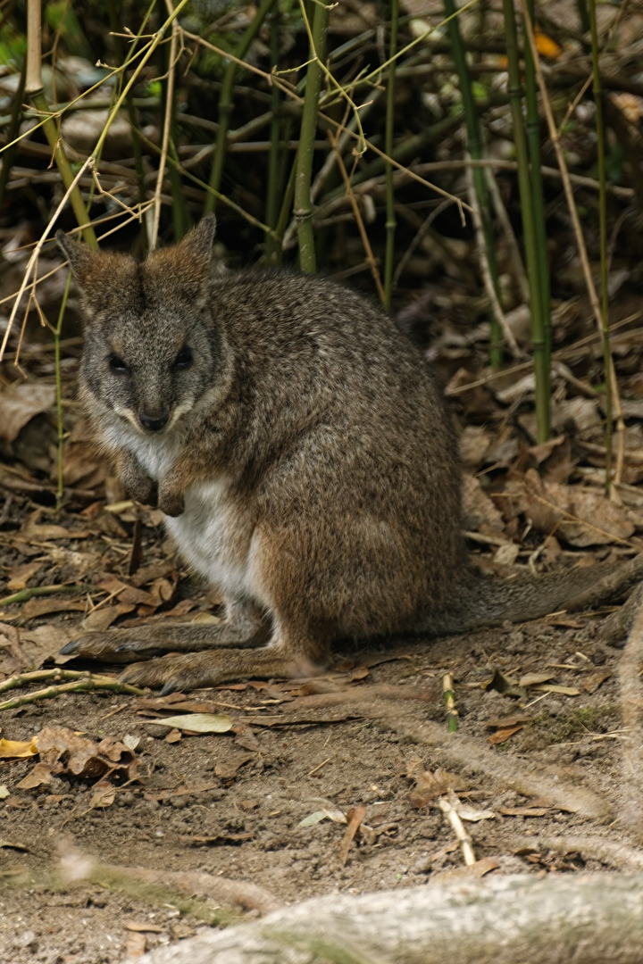 Parma-Wallaby