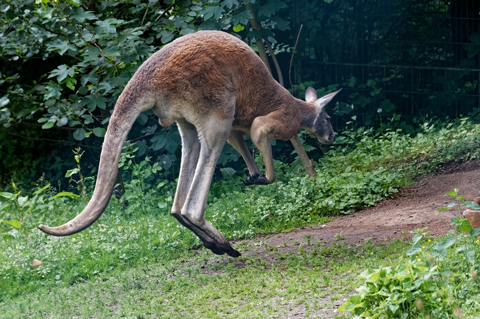 Känguru