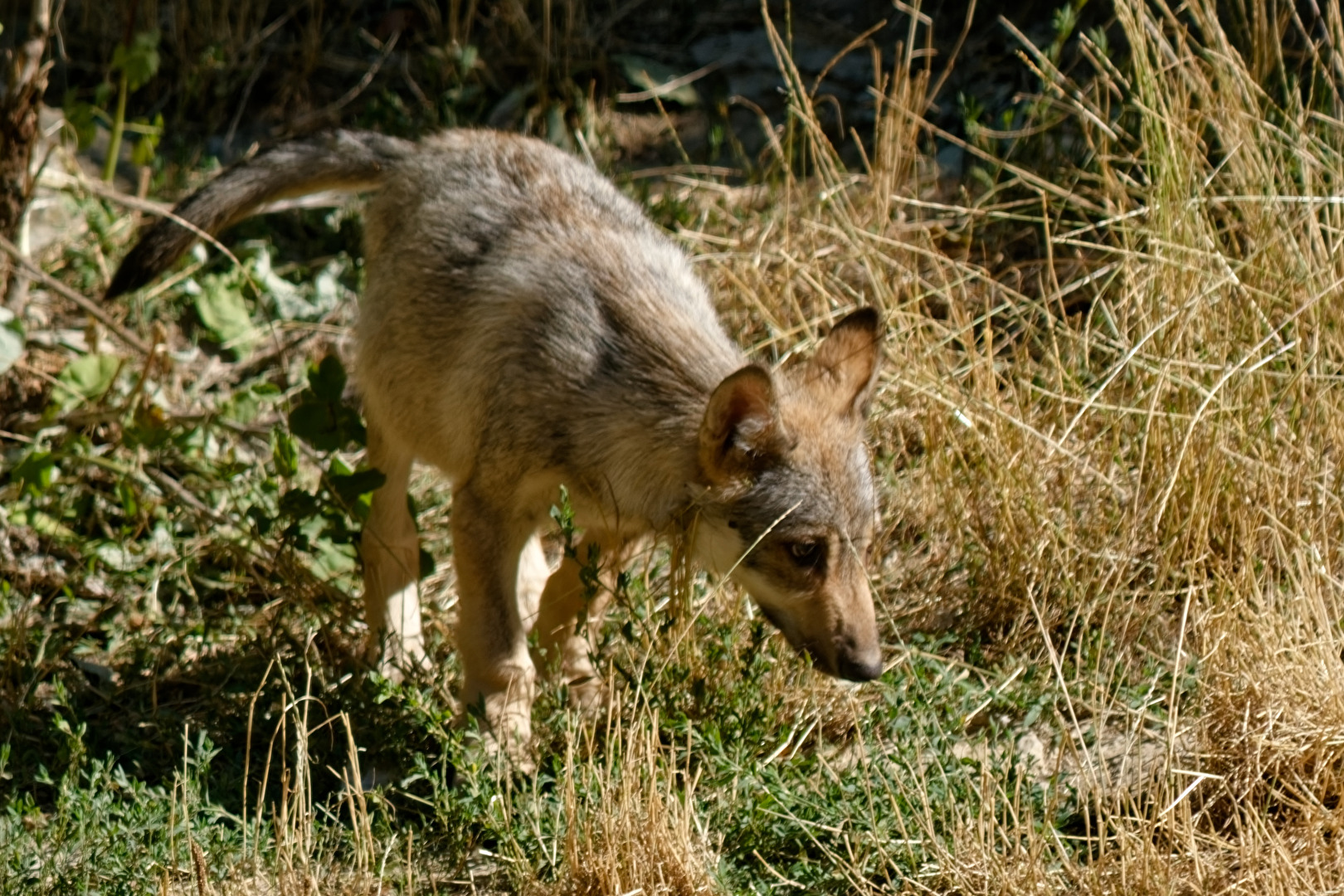 Louveteau de Timberwolfs