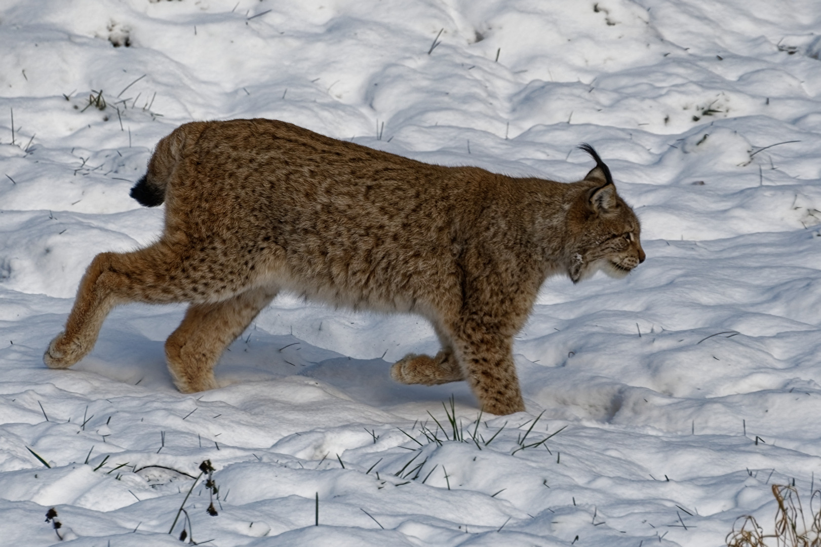 Luchs