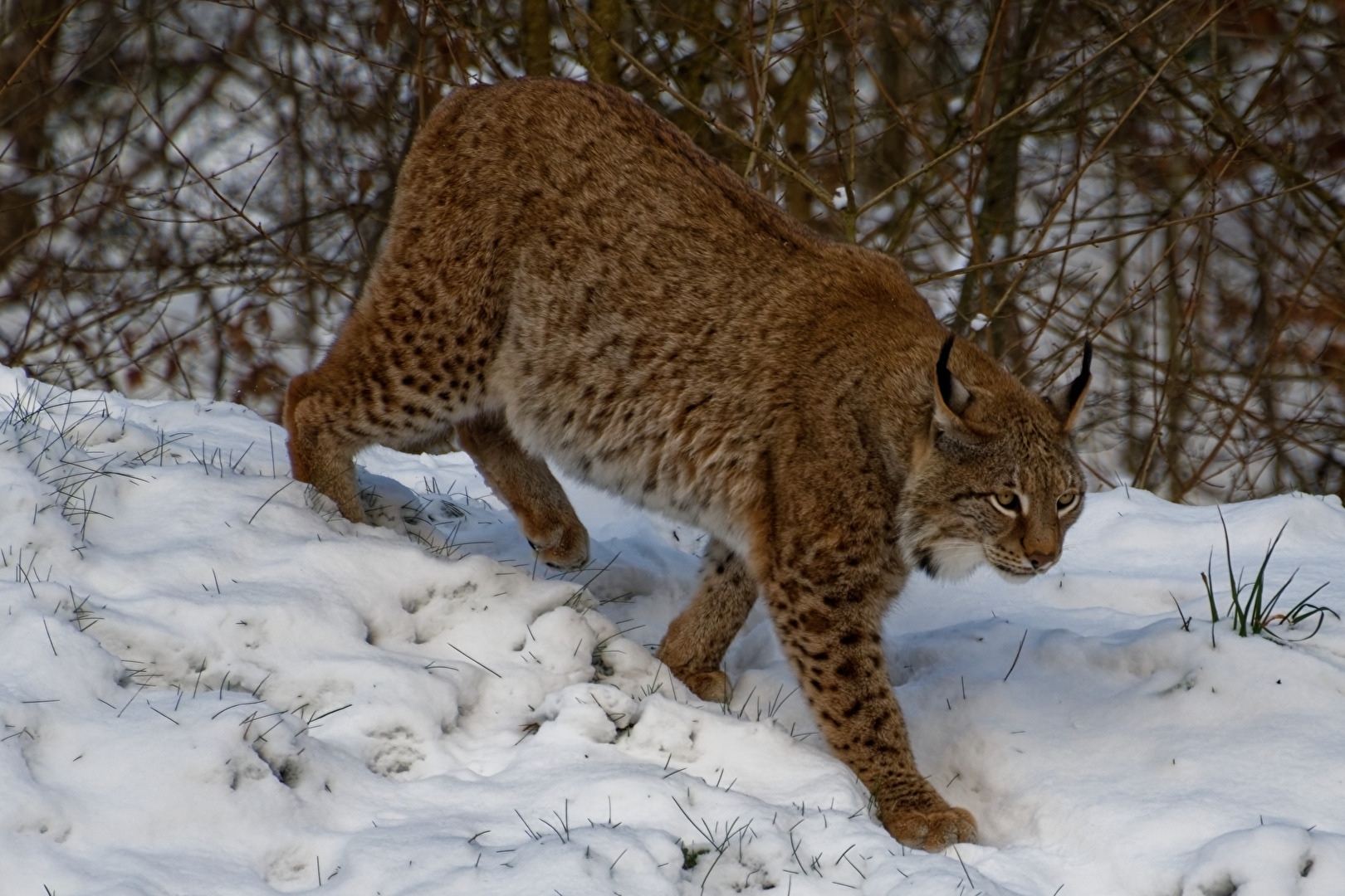 Luchs