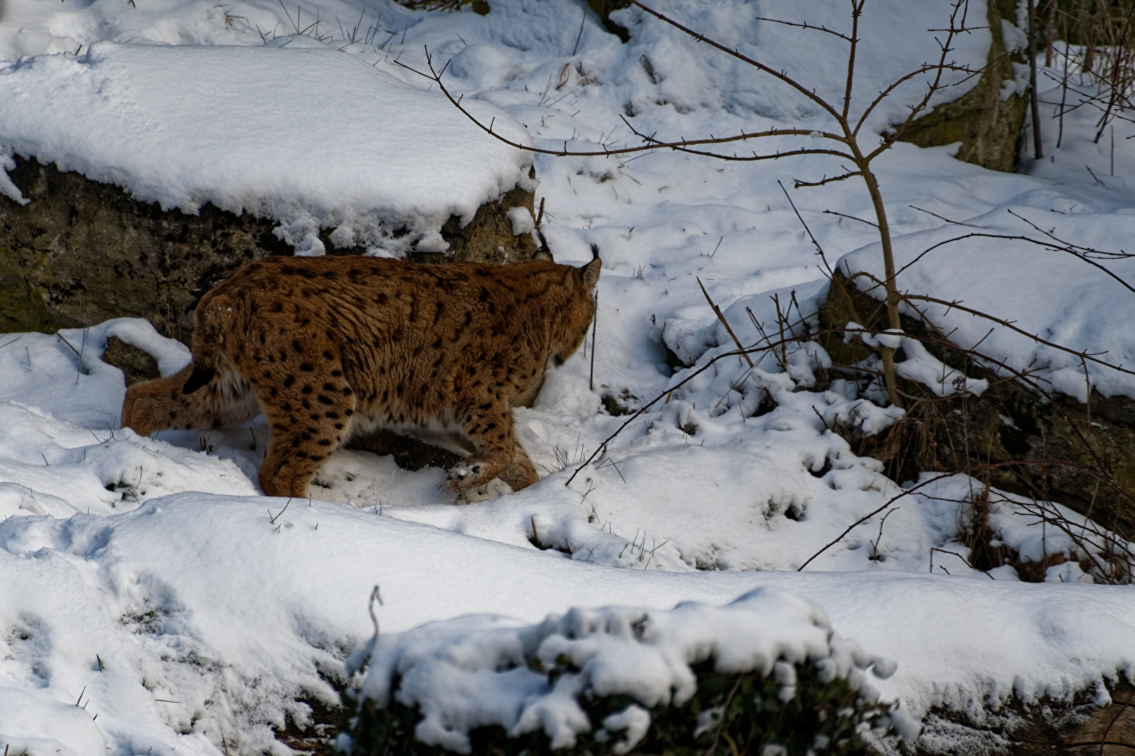 Luchs