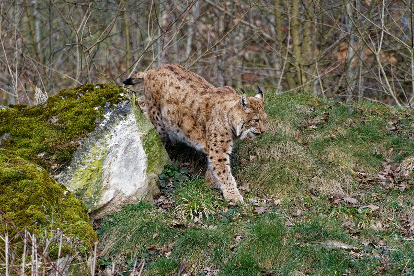 Luchs