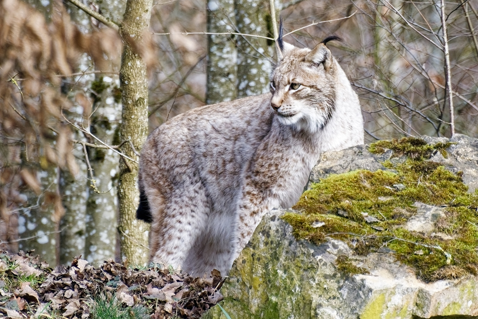 Luchs