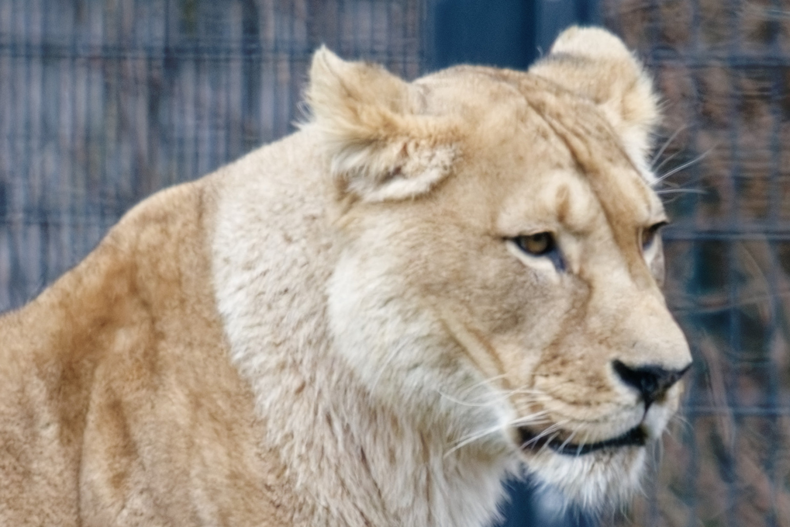 Löwin