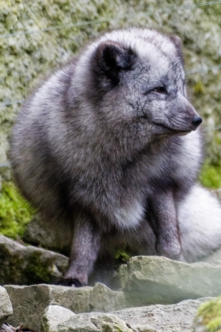 Polarfuchs ( Eisfuchs )