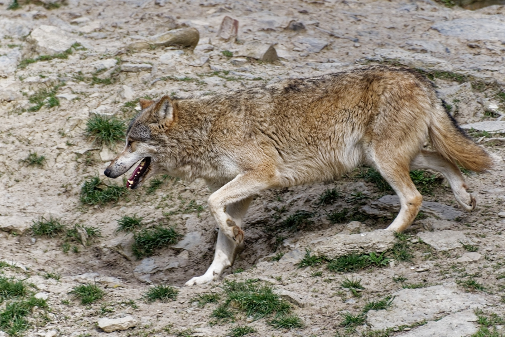 Timberwolf