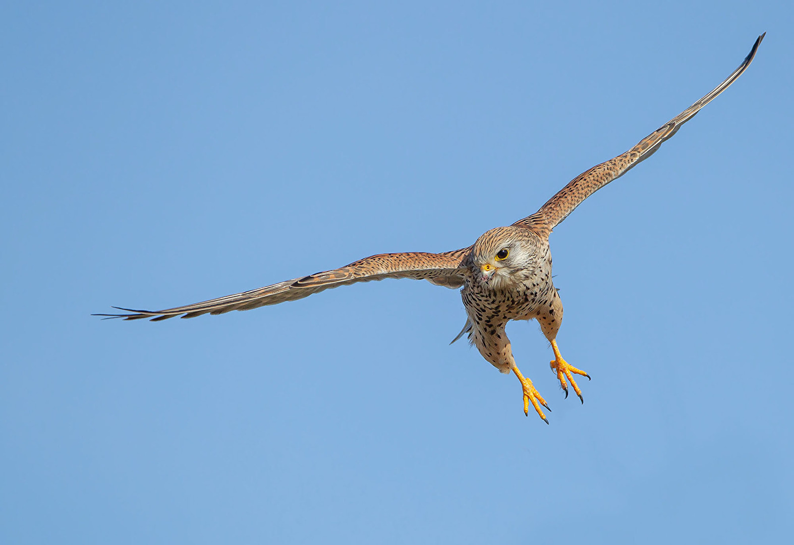 Turmfalke bei der Jagd