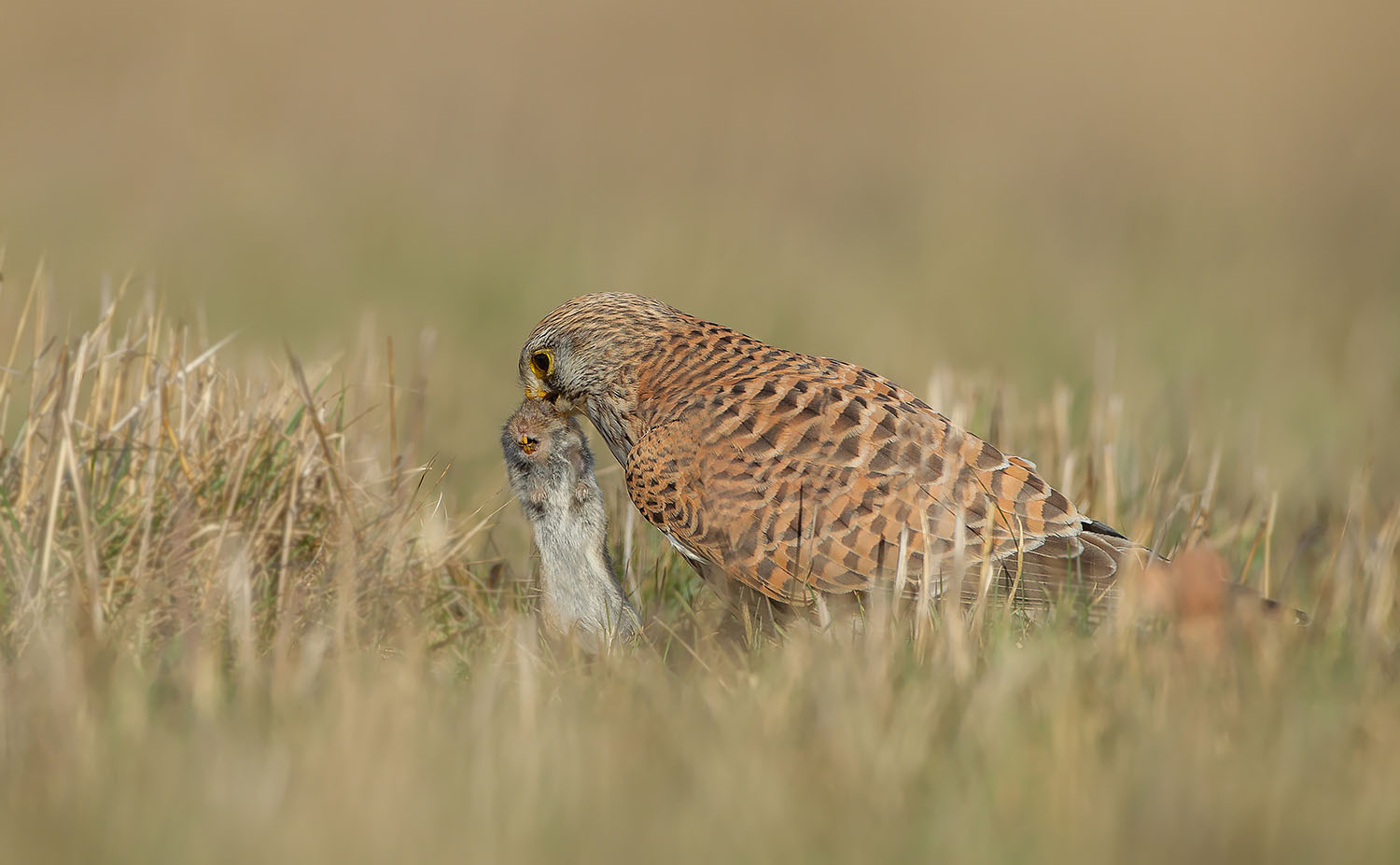 Turmfalke