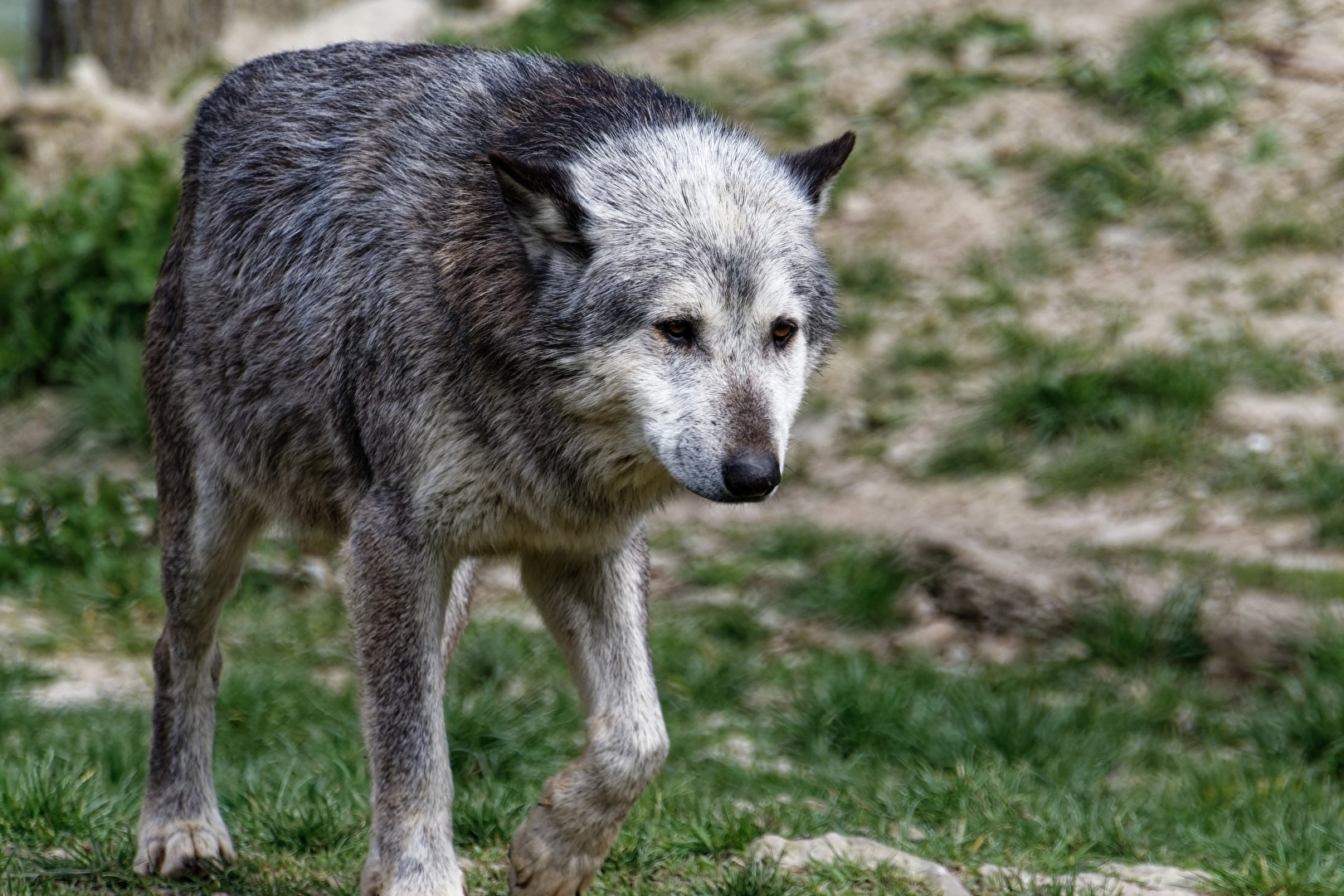 Timberwolf