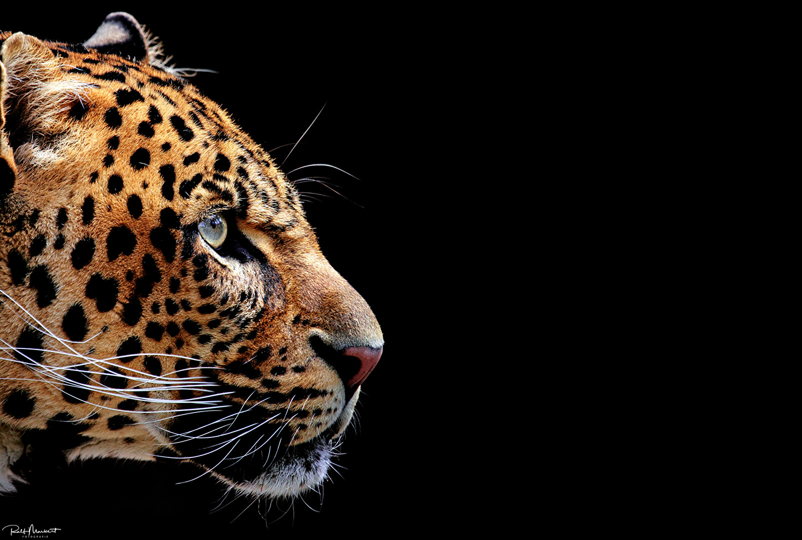 Jaguar....