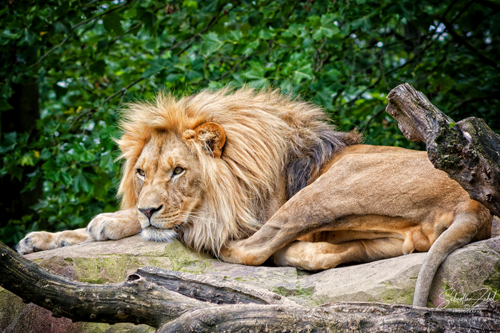Majesty in Silence