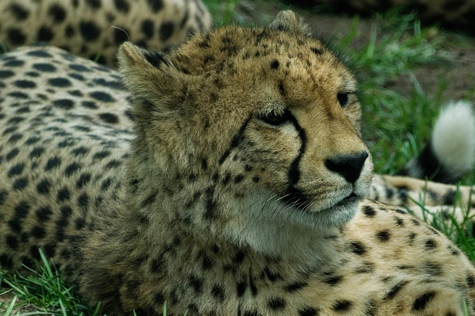 Gepard