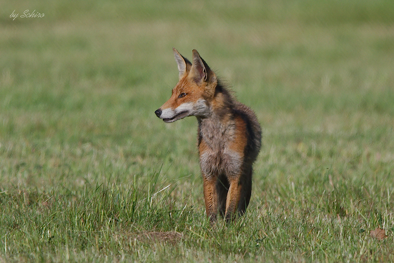 Fuchs
