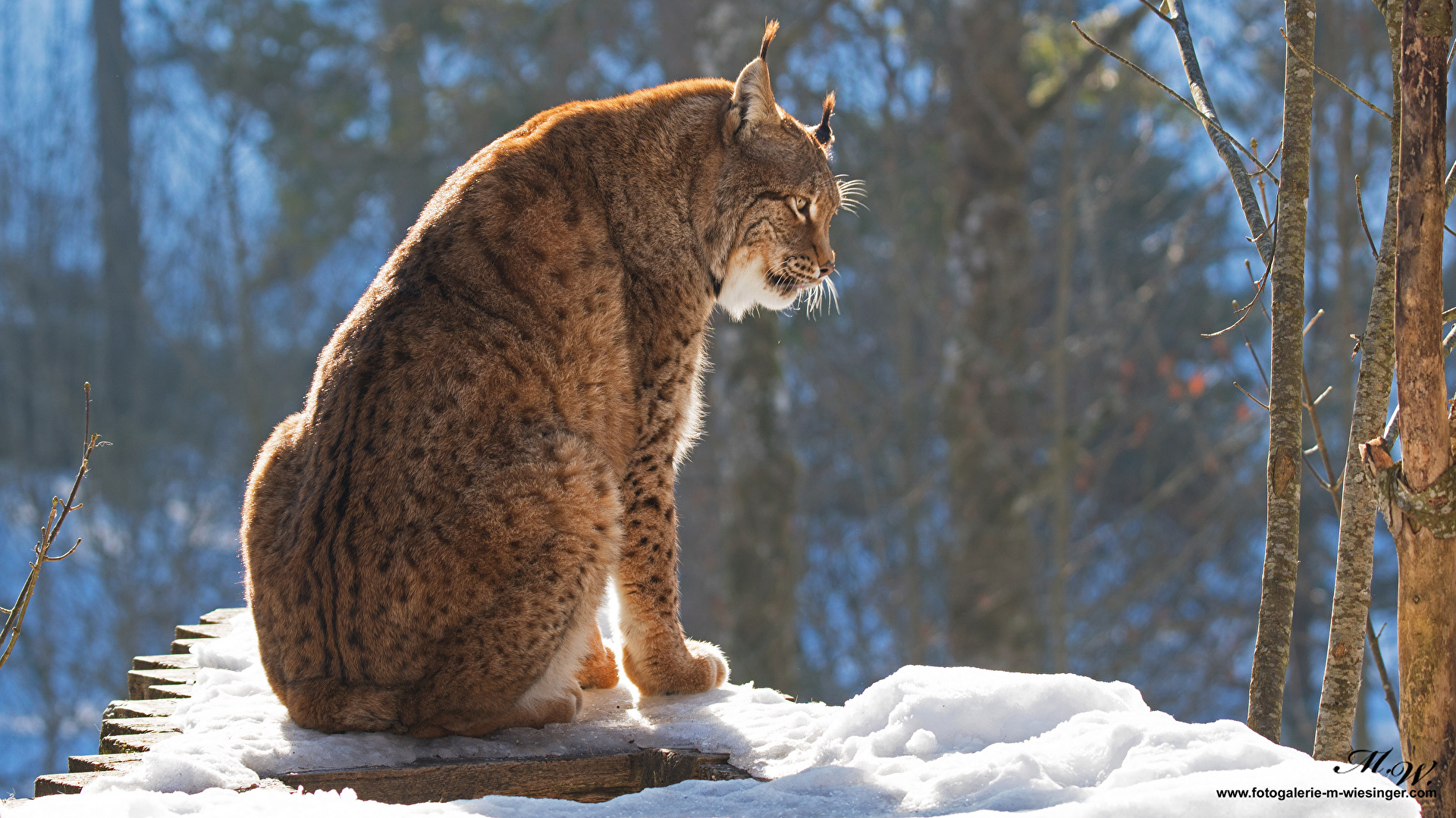 Lynx dans la neige