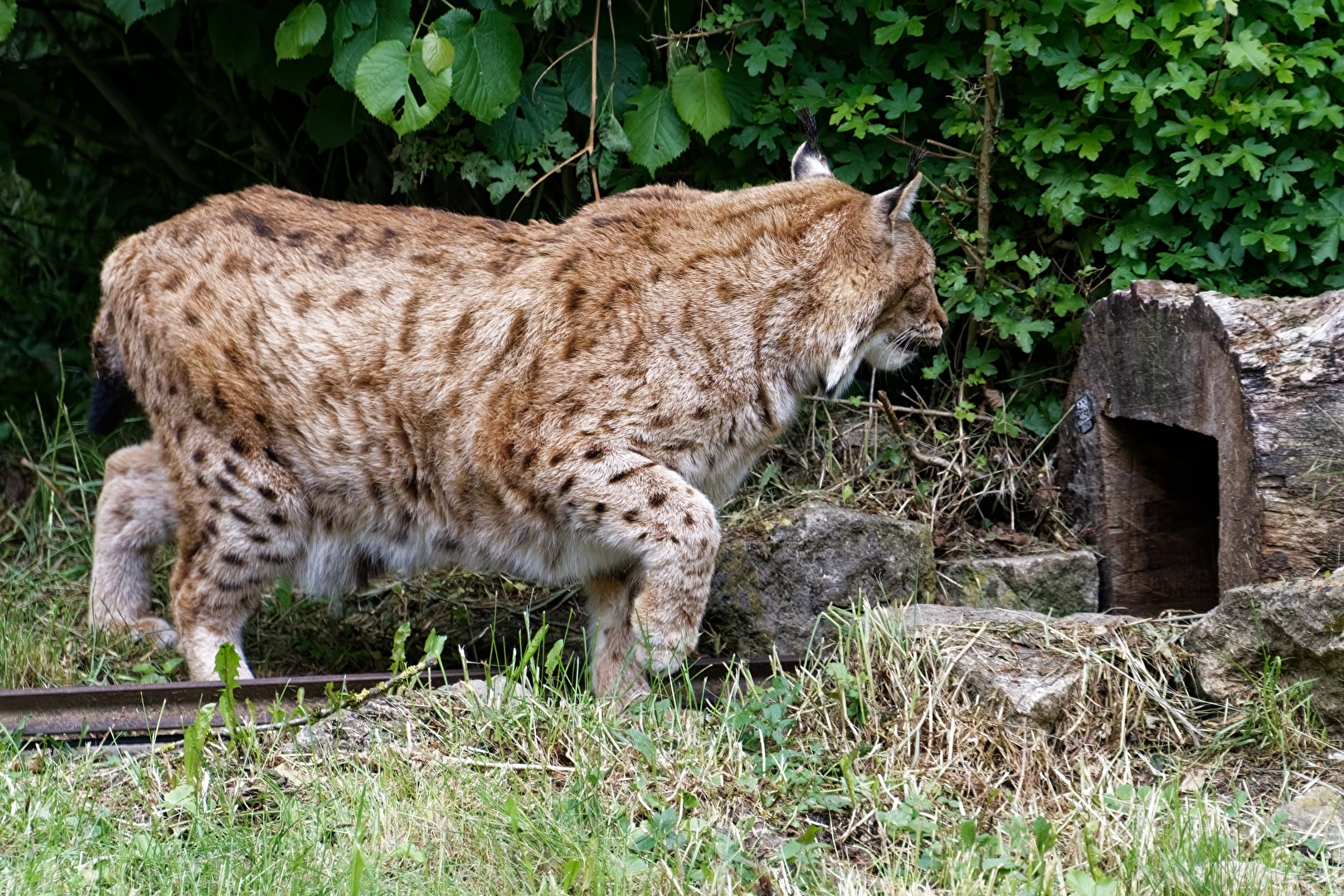 Luchs
