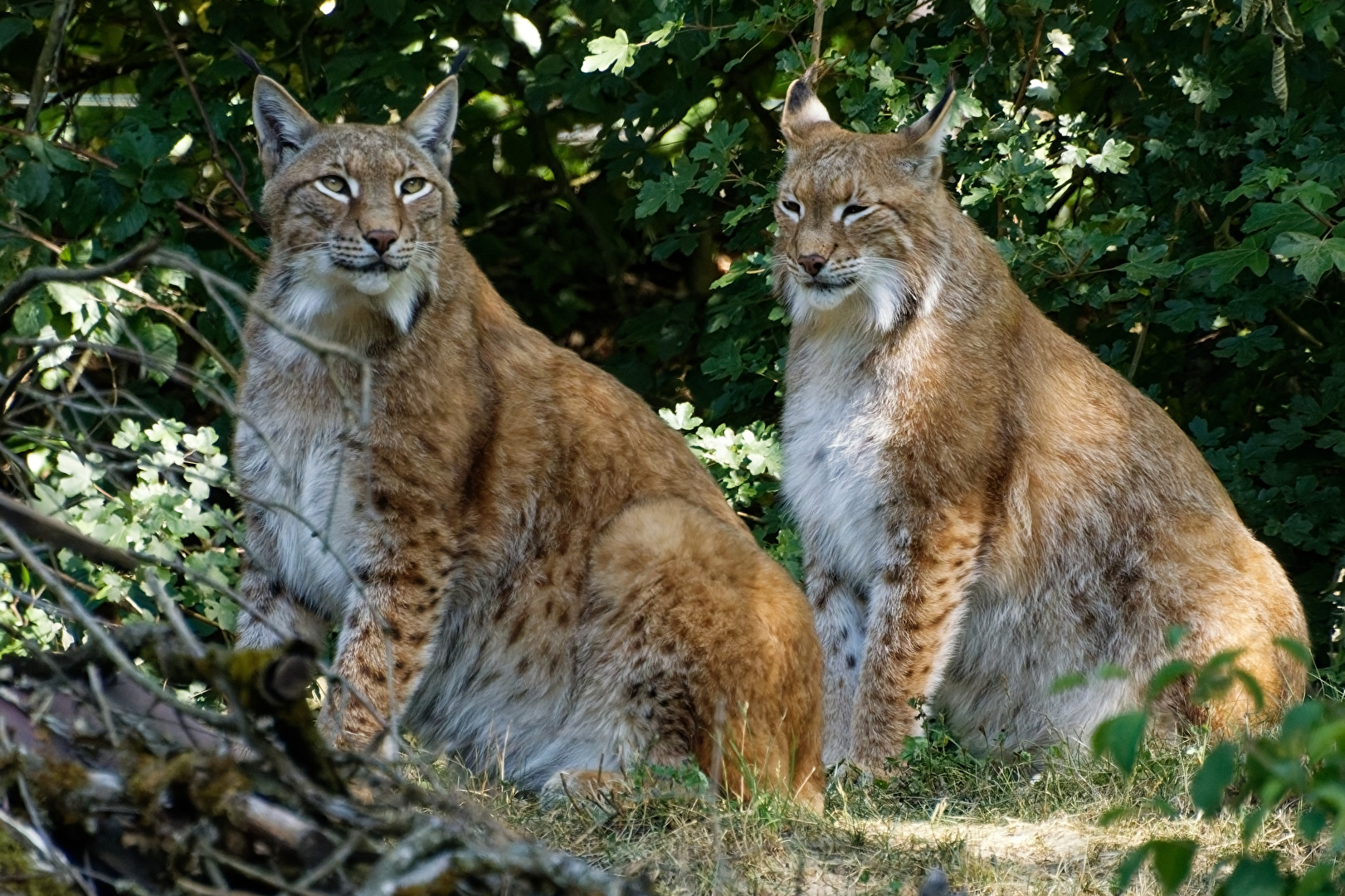 Lynx