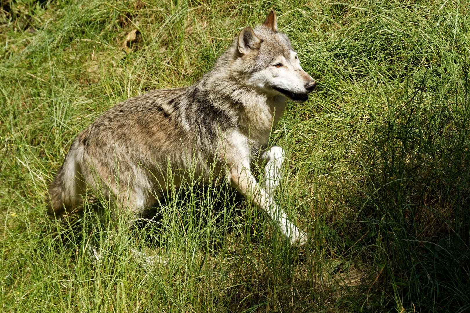 Timberwolf