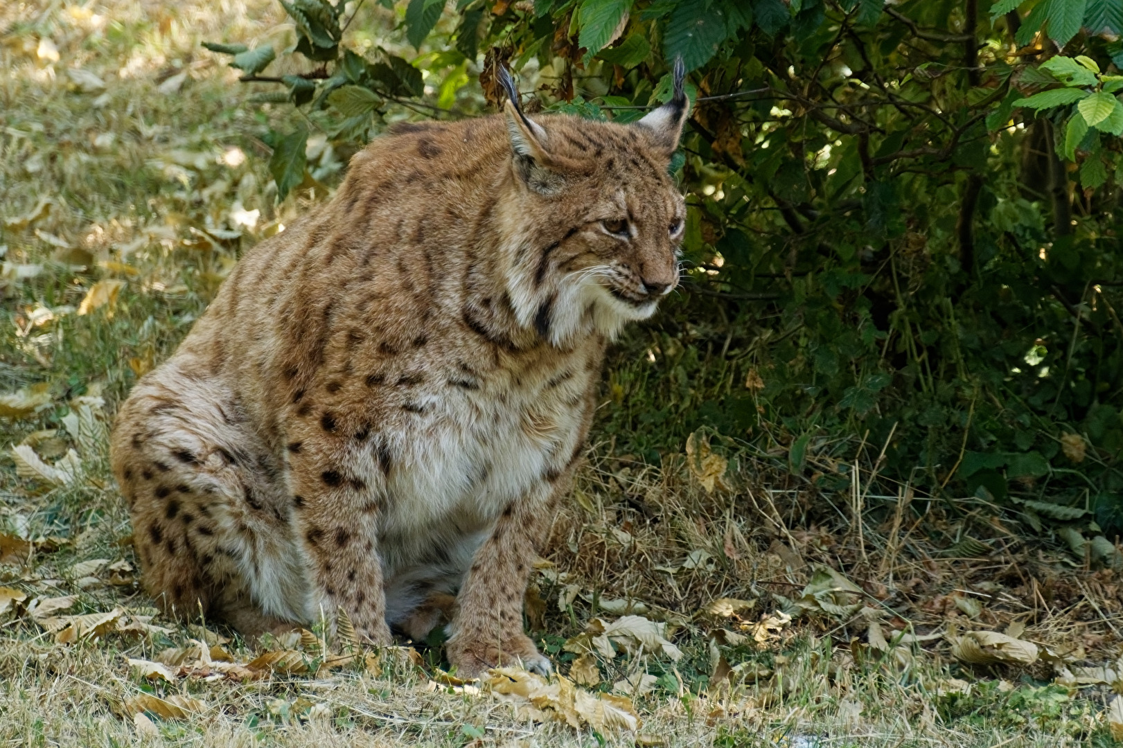 Luchs
