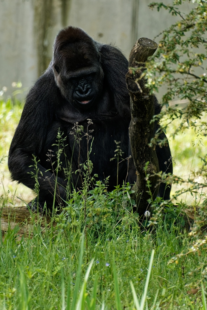 Gorilla