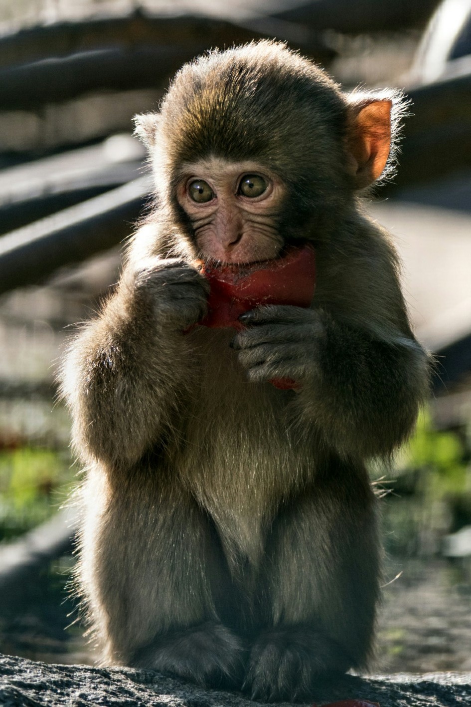 Der Panflötenspieler