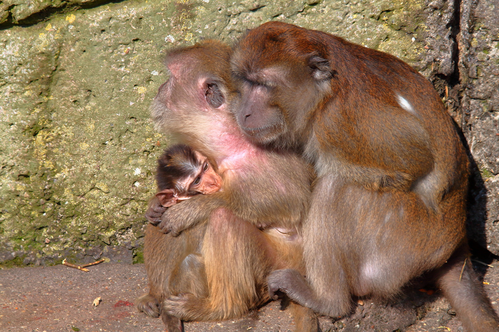Familienbande