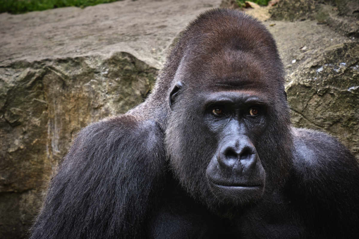 Gorilla