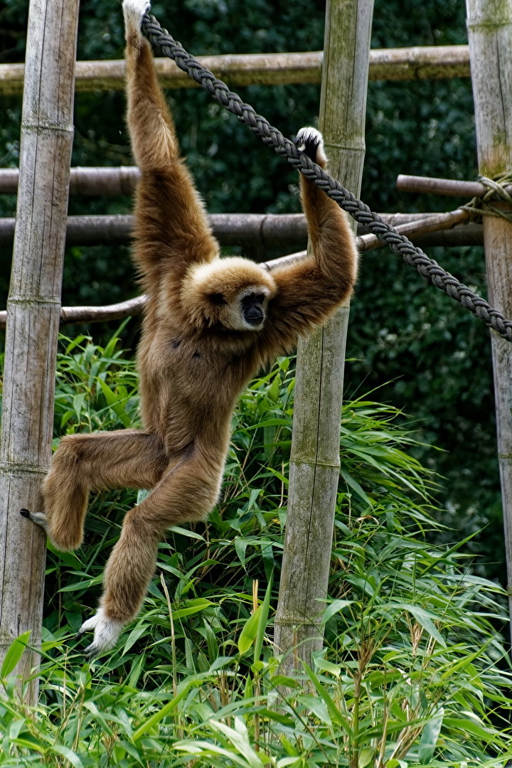 Gibbon