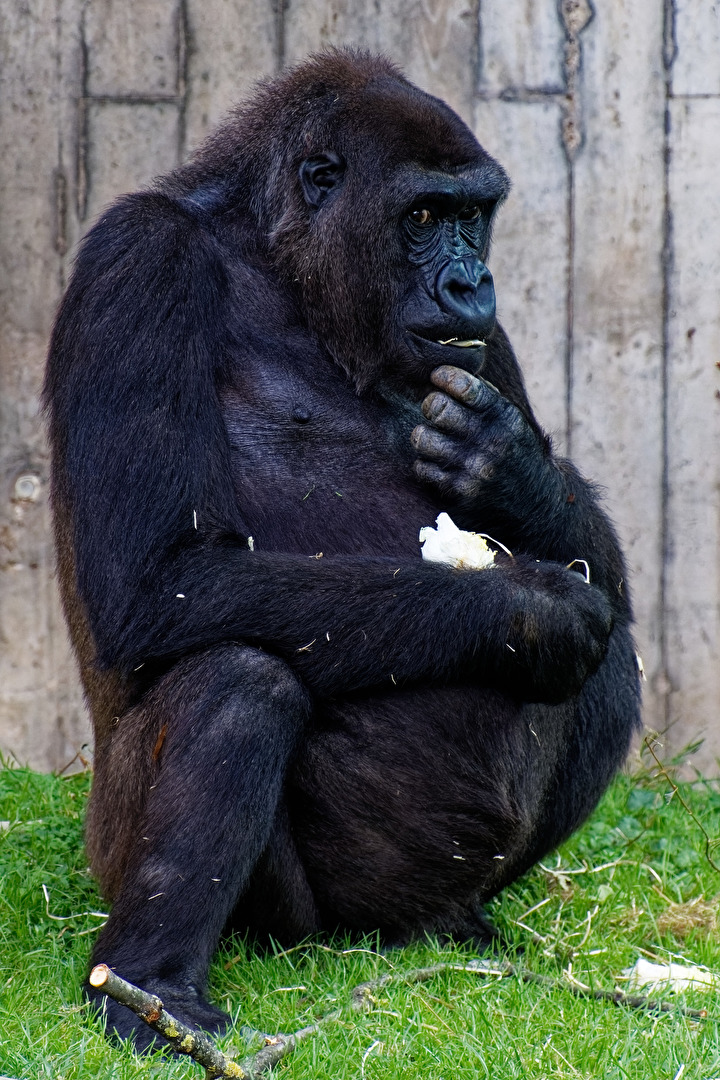 Gorilla