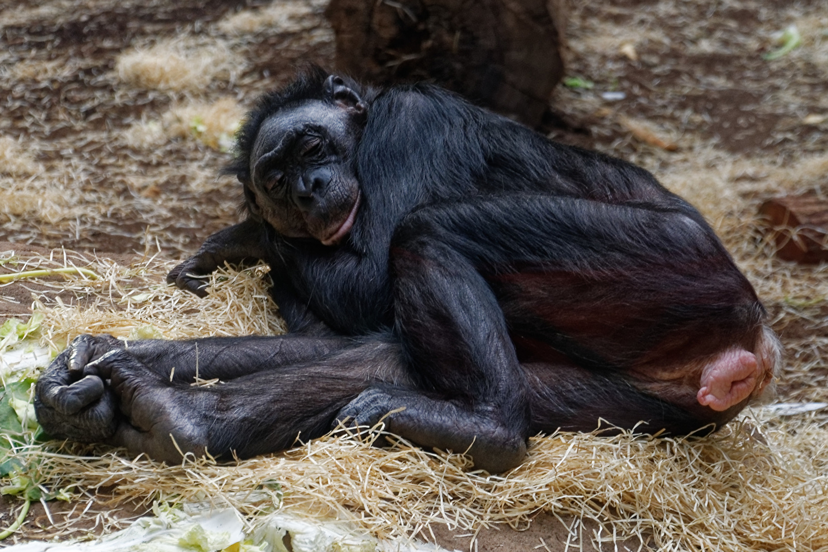 Bonobo