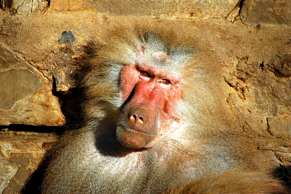 Dem Fels entsprungen...