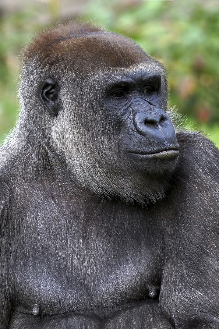 Gorilla