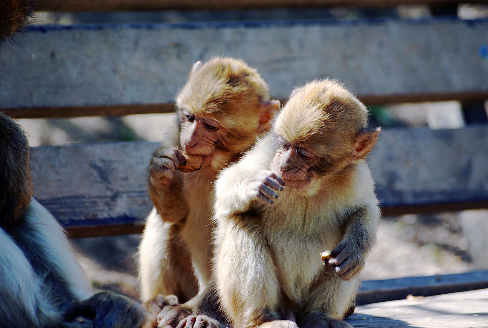 Brüderchen und Schwesterchen