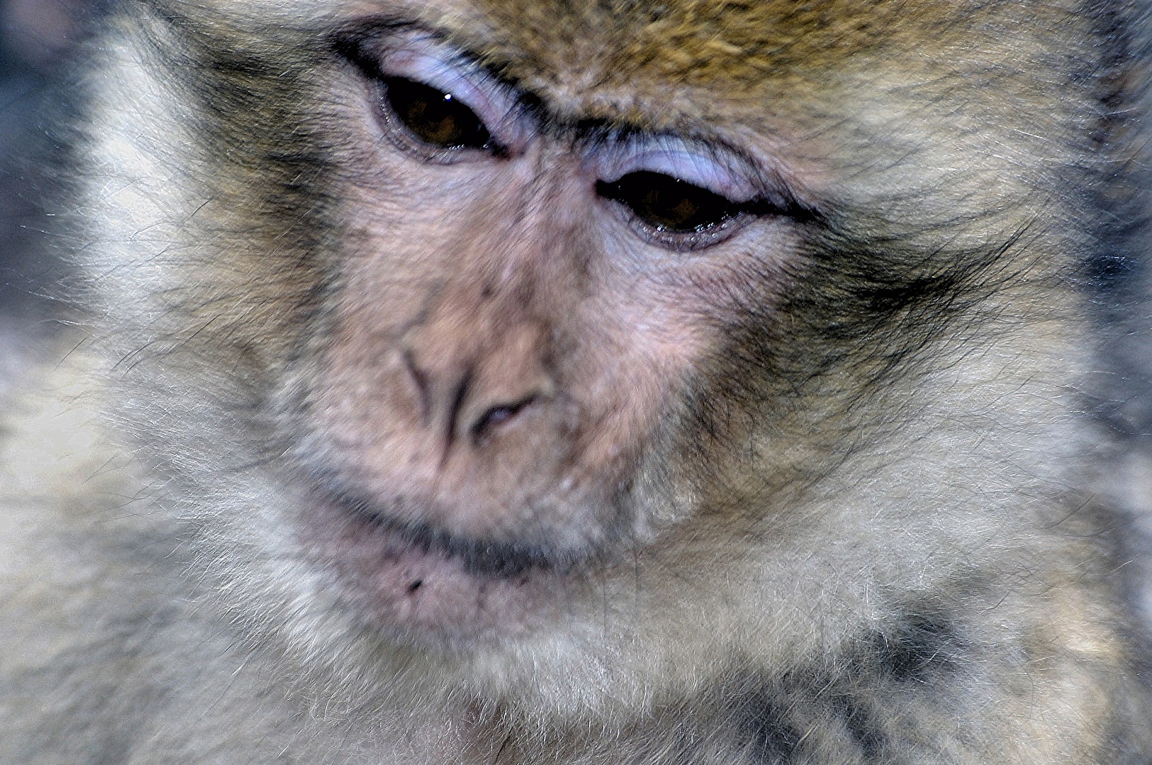 Berberaffen Porträt