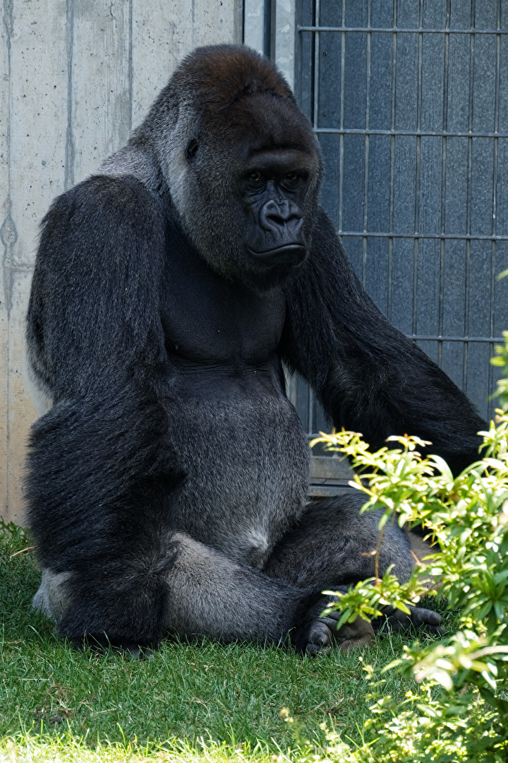 Gorilla